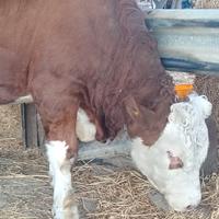 Vitello maschio Simmental con documenti
