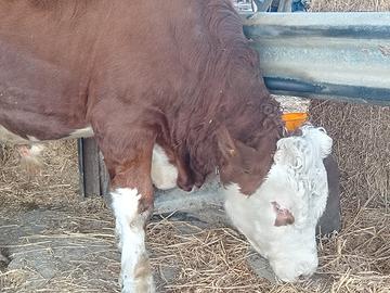 Vitello maschio Simmental con documenti