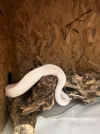 Pitone reale pied con teca
