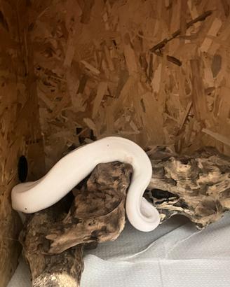 Pitone reale pied con teca