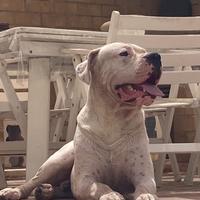 Dogo Argentino x monte