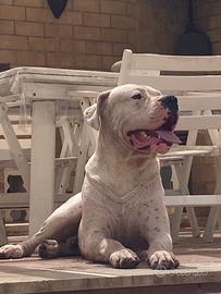 Dogo Argentino x monte