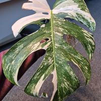 Monstera Deliciosa Variegata 