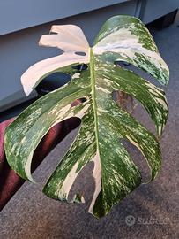 Monstera Deliciosa Variegata 