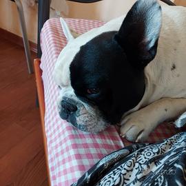 Bulldog francese