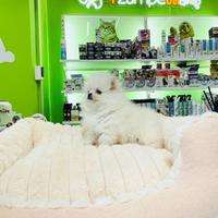 Spitz di Pomerania MINI