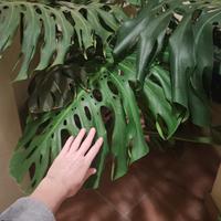 Pianta Monstera 