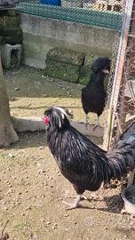 Gallo e Galline