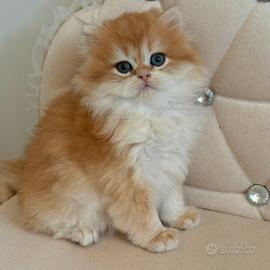 British longhair black golden ny12