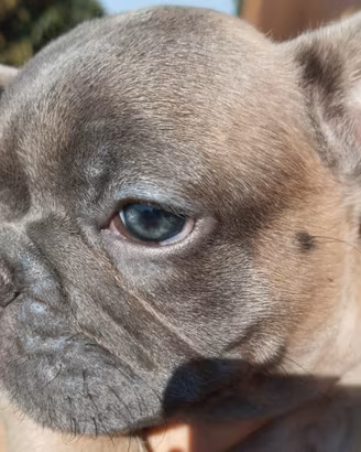 Bulldog francese