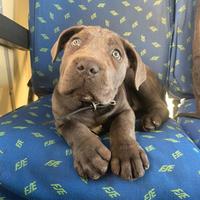 Cucciolo cane corso