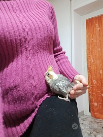 Calopsite fine imbecco