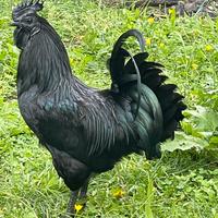 Gallo AYMAN CEMANI stupendo