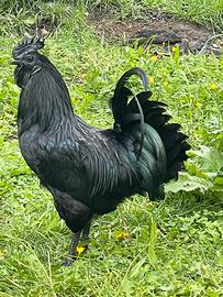Gallo AYMAN CEMANI stupendo