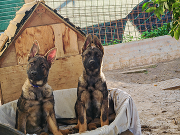 Pastore tedesco grigione