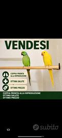 Coppia parrocchetti dal collare
