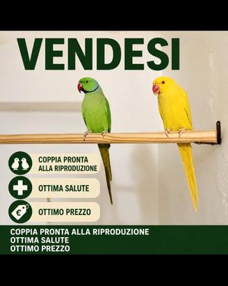 Coppia parrocchetti dal collare