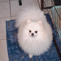 Pomerania maschio