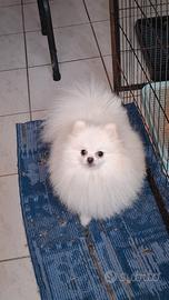 Pomerania maschio