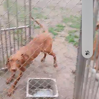 Cuccioloni bracco ungherese