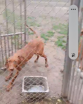Cuccioloni bracco ungherese