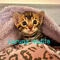 Gatti del Bengala cuccioli