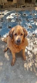 mastino tibetano