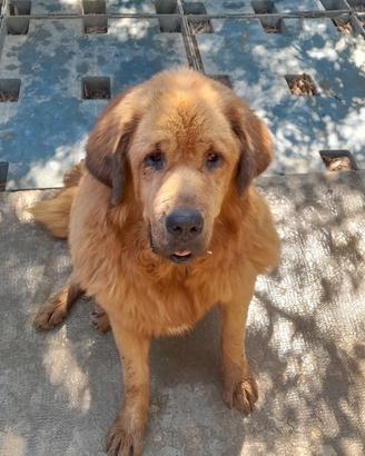 mastino tibetano