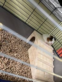 Vendita cavia del Perù