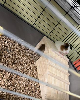Vendita cavia del Perù