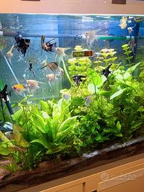 Pesci scalari per acquario