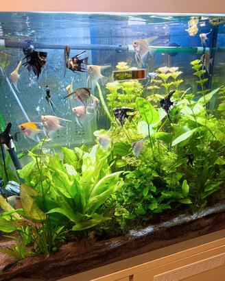 Pesci scalari per acquario