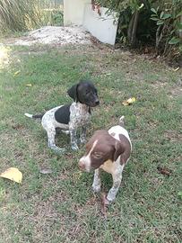 cuccioli brocco-pointer