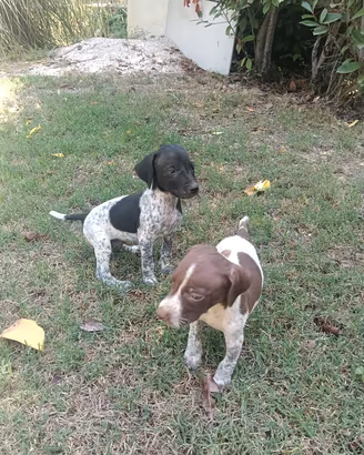 cuccioli brocco-pointer