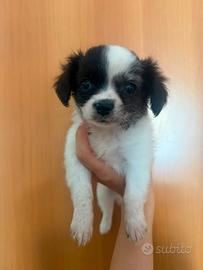Cuccioli di incrocio