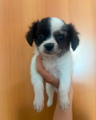 Cuccioli di incrocio