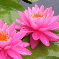 piante acquatiche Ninfee ninfea