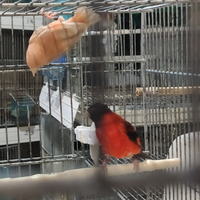 Cardinalini del Venezuela