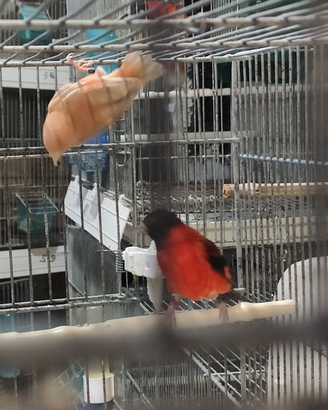 Cardinalini del Venezuela