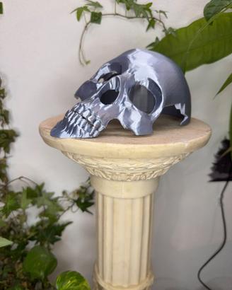 Teschio Tana Per Rettili / Aracnidi / Insetti