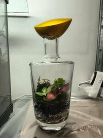 terrario di piante in bottiglia 