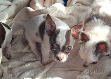 Chihuahua maschio con Pedigree