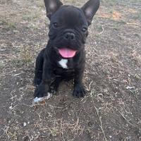 Bulldog francese
