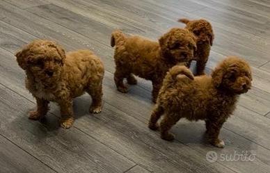 Cuccioli di barboncini musetto corto