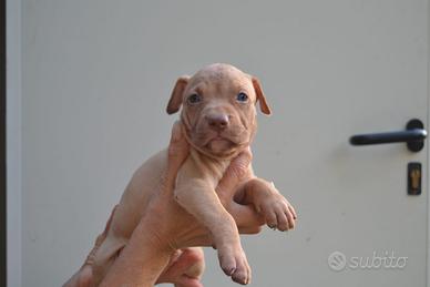 Pitbull