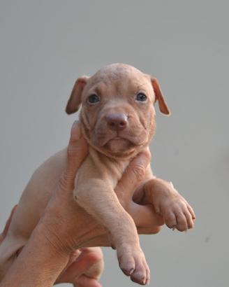 Pitbull