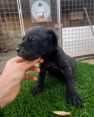Cane corso