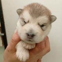 Cuccioli alaskan malamute