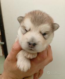 Cuccioli alaskan malamute
