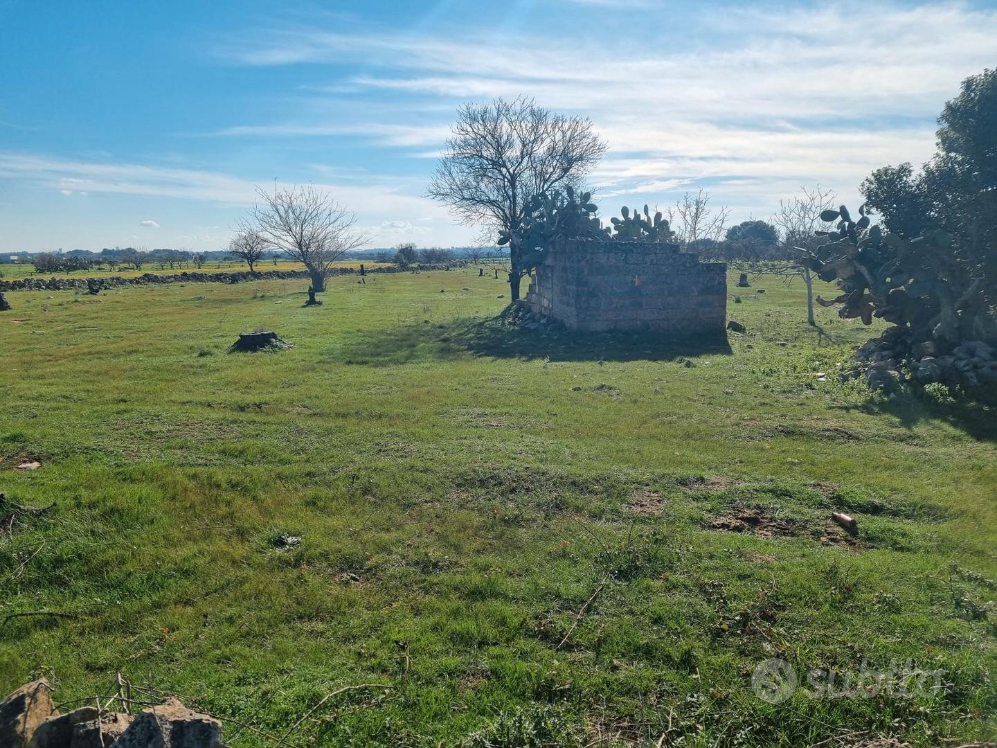 Terreno agricolo in agro di Galatina - Vista 4